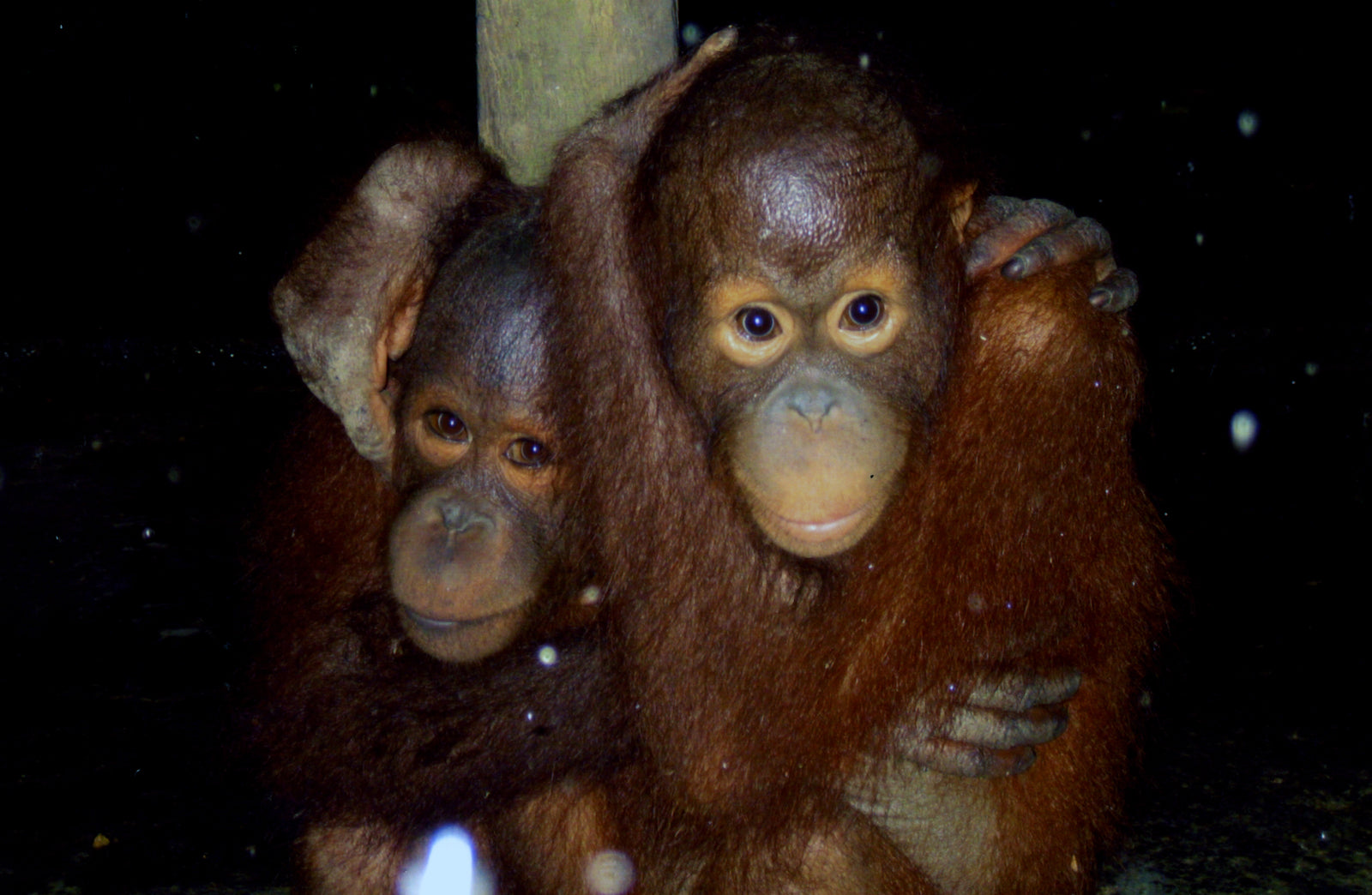 Orangutan Weather the Storm Independent and Work Ready shopping bag