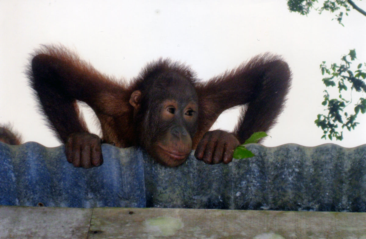 Two tone ‘Rise and Shine’ caption orangutan  cotton shopping bag with handle strap